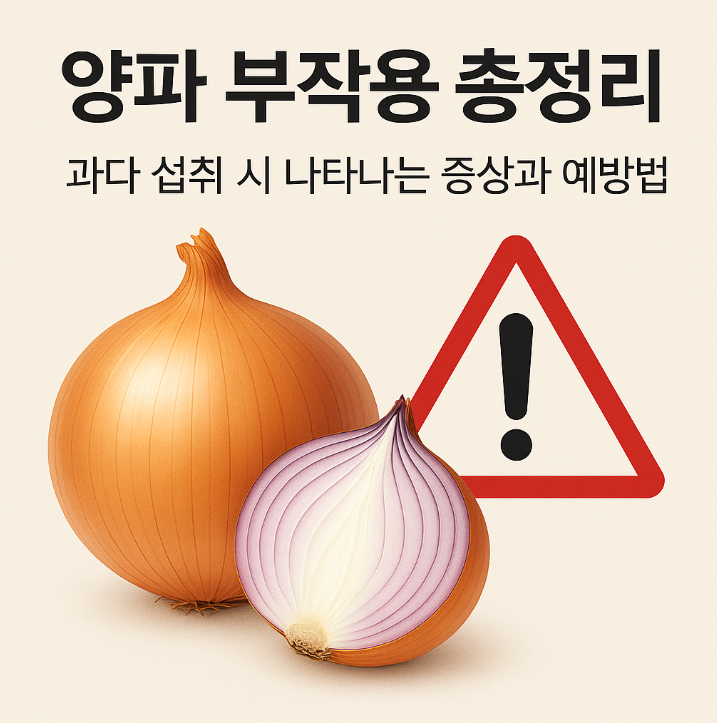 양파 부작용 총정리 과다 섭취 시 나타나는 증상과 예방법